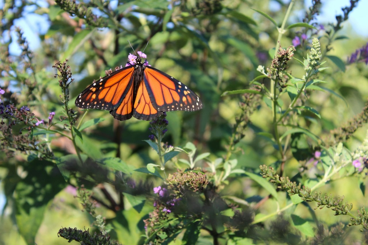 A close-up picture of a monarch butterfly laying on a bush with purple flowers. A close-up picture of a monarch butterfly laying on a bush with purple flowers.